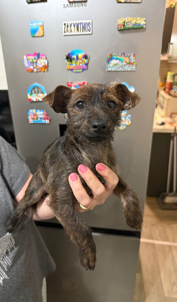 Puppy girl 11Weeks