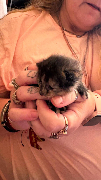 Kittens for sale