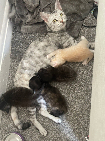 Gorgeous kittens