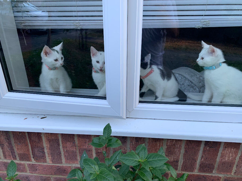 British shorthair Cross