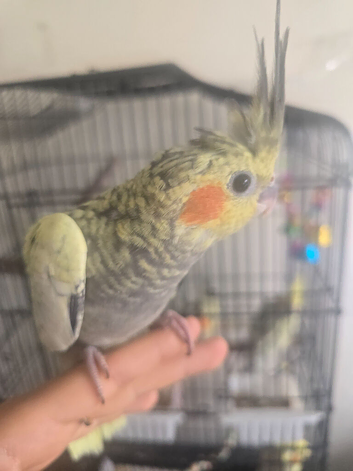 2 Young cockatiels for sale