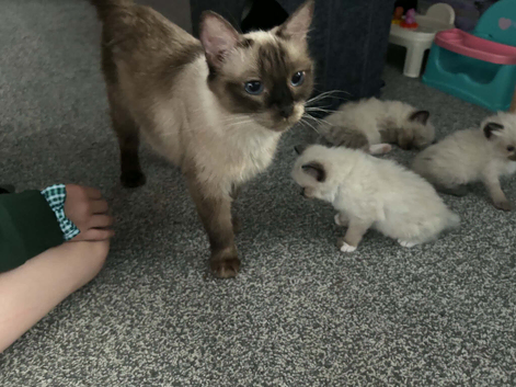 Seal point ragdoll + kittens