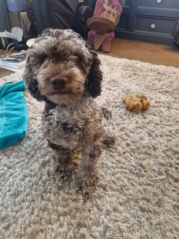 Cockerpoo girl