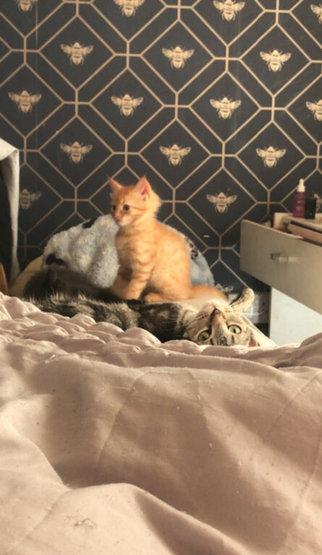 Ginger kitten left