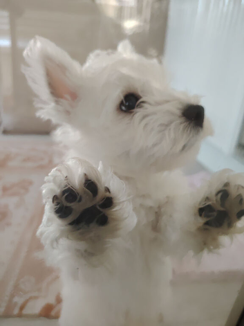 West highland terrier puppies boy