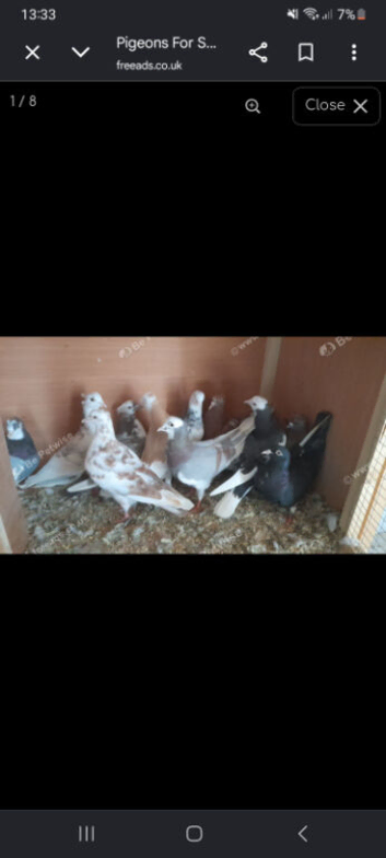 Pigeons