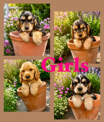 Show type KC Reg Cocker Spaniels from  dna tested parents.
