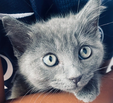 10 week old, male, Ragdoll x Bengal