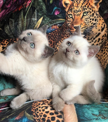 Purebred Colourpoint BSH kittens / blue point , lilac point