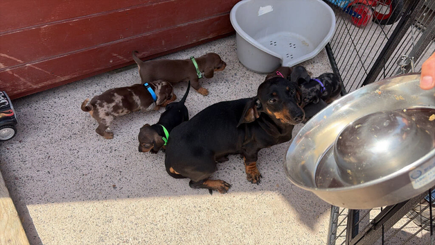 Dachshund