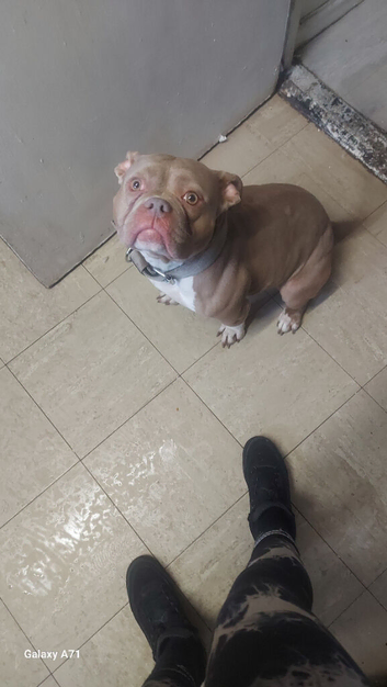 Feamale pocket bully