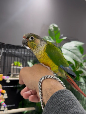 Semi tame conure with cage