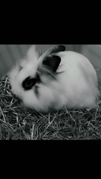 1 Lionhead & 1 English Cross Lionhead Girl Rabbit