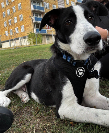Collie cross labadoodle