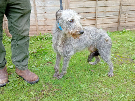 Sid Belington whippet