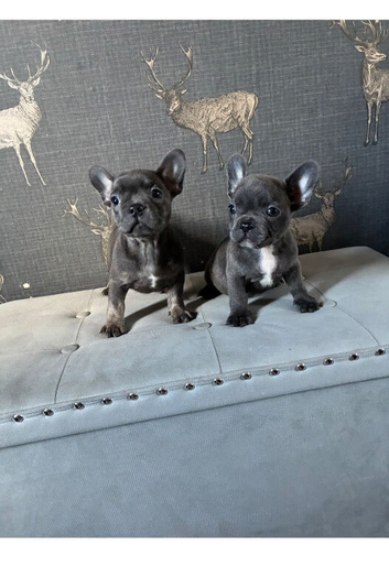 Blue Girl and boy ready to leave Friday