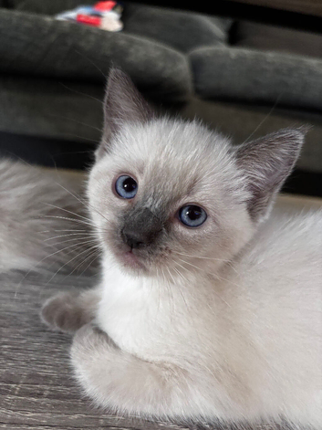 Ragdoll x Russian blue for sale 3 kittens and mum