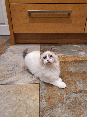 Beautiful GCCF Registered Ragdoll Kitten.