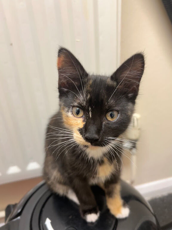 buetiful kitten