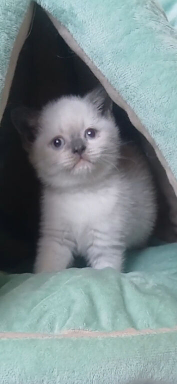 BEAUTIFUL BSH KITTENS READY!!!