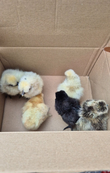 Silkie chicks