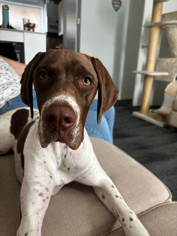 English pointer pup