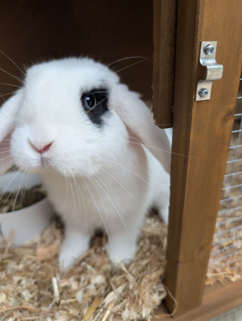 Friendly boy rex needs a new home