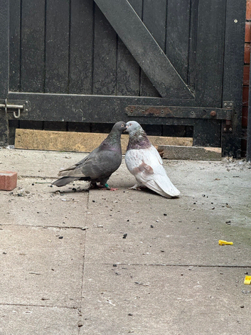 Pair of Turkish Takla Pigeons for Sale! ️