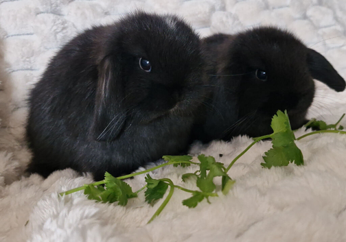 Mini Lop Girls
