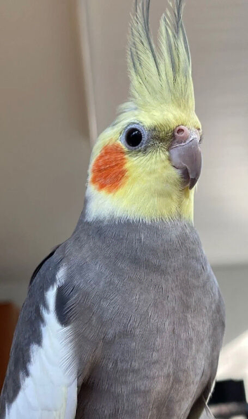Cockatiels ️ I Babies and Adults Available
