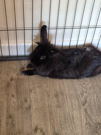 Male rabbit