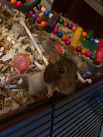3 dwarf rats