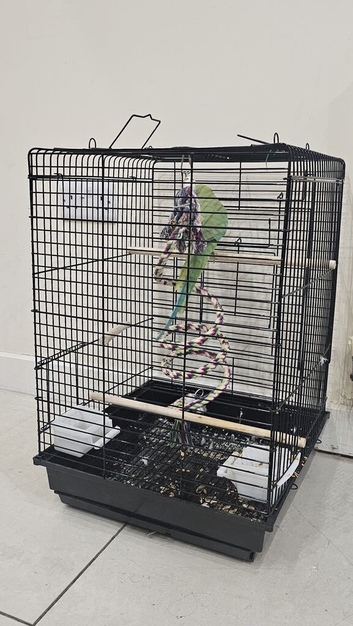Female parrot