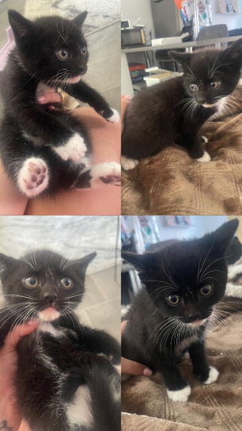 Shorthair kitten ready for a home