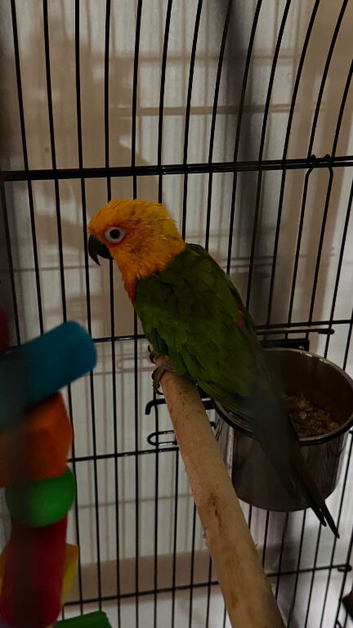 Male conure Glasgow city