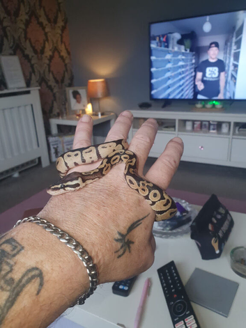 Baby royal python