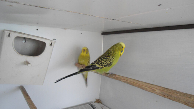 BLACK CHEECK ZEBRA FINCH PAIR,BREEDING PAIR GREEN BUDGIE &pound;50 BLUE &pound;25 EACH