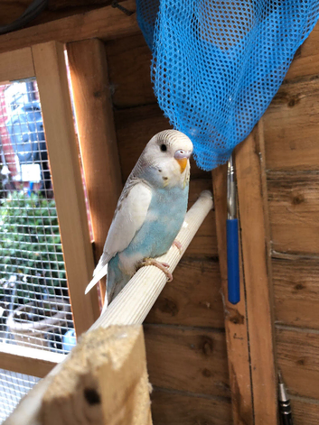 Baby budgies