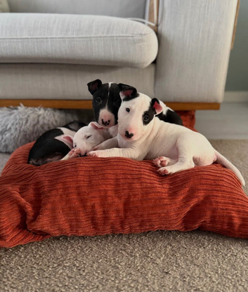Miniature English bull terrier puppies