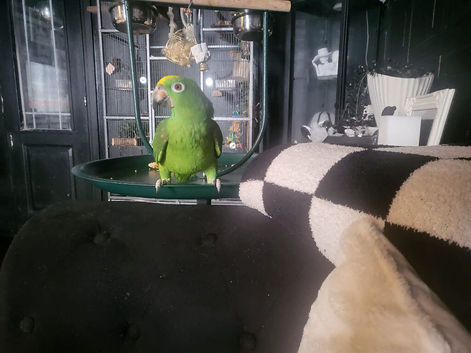 2 year old Amazon