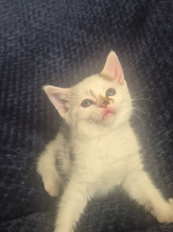 Kittens