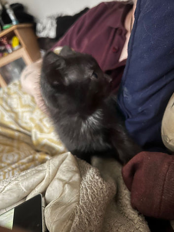 kittens