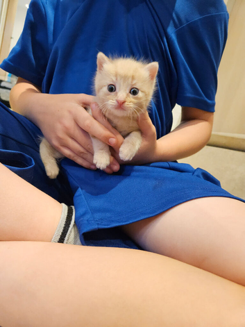 Ive got one girl beautful  kitten left!!!