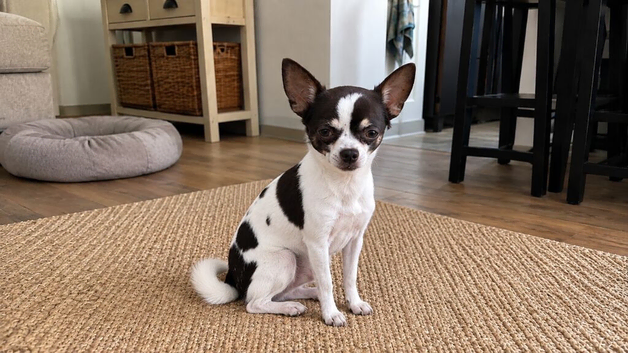Charlie the chihuahua