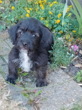 Jackapoo puppie boy ready to leave