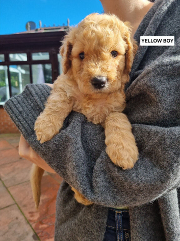 Final Four! F2b Goldendoodle puppies