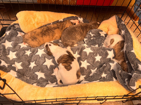 BEAUTIFUL WHIPPET PUPPIES
