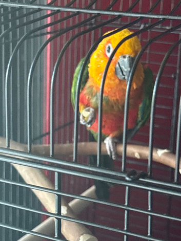 Sun conure
