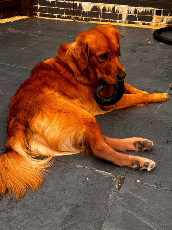 Golden retriever 14 months old