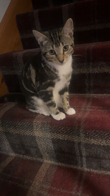 Kittens for sale